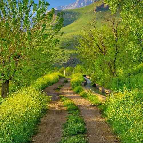 علیرضا زارع خسته و داغونم بیا که مجنونم